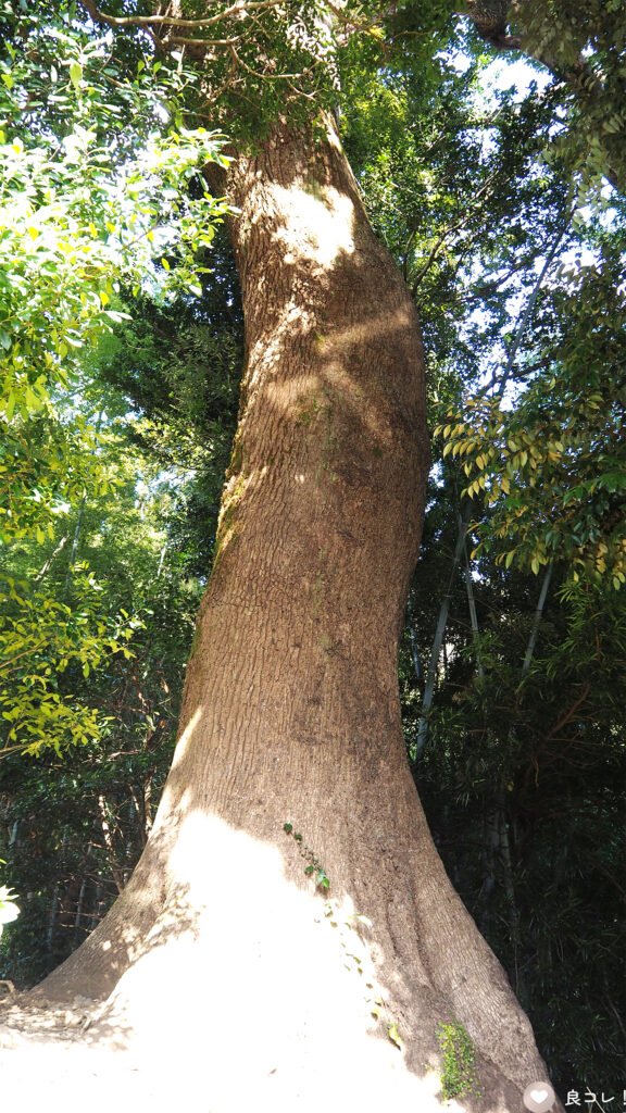伊豆山神社の境内にある立派な木